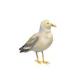 A sea gull stands on a white background. Watercolor illustration of an albatross. A walking bird, big and gray. Cartoon