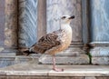 Sea gull on the steps of the Cathedral of San Marco. Venice, Italy. Steps from bluish marble. In the background, the Royalty Free Stock Photo