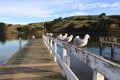 Sea gull stilling at the bay