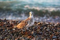 Sea gull on stone beach of Aegean sea Royalty Free Stock Photo