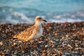 Sea gull on stone beach of Aegean sea Royalty Free Stock Photo