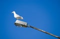 Sea gull on a street lamp Royalty Free Stock Photo