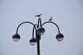 Sea gull on a street lamp Royalty Free Stock Photo