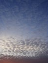 Sea Gull at Sunrise