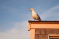 Sea-gull at sunset Royalty Free Stock Photo