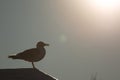 Sea gull at sunset Royalty Free Stock Photo