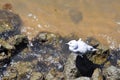 Sea Gull on the Swan River Rocks