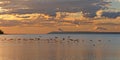 Sea Gull Taking Off into the Sunset Royalty Free Stock Photo