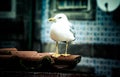 Sea gull on a tiled roof