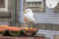 Sea gull on a tiled roof