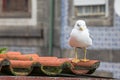 Sea gull on a tiled roof