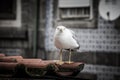 Sea gull on a tiled roof