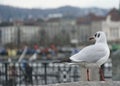 A sea gull turned to the bacjground on historical city of Zurich on the bank of Zurich lake