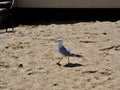 Sea gull walking