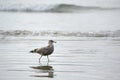 Sea gull walking on Chesterman Beach with reflection Royalty Free Stock Photo