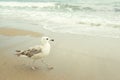 Sea gull walking on the sand