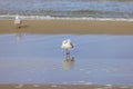 Sea gull walking on the sand by water of the Baltic Sea, the foamy water of the Baltic Sea, Island Wolin, Miedzyzdroje, Poland Royalty Free Stock Photo