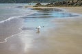 A sea gull walks along the wet beach with swimmers way out beyond an outcropping of rocks in the distance - lots of reflections of Royalty Free Stock Photo