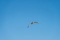 Sea gull watching for food from a blue sky.. Royalty Free Stock Photo