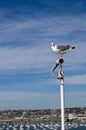 Sea gull watching a surveillance camera