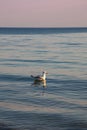 Sea gull on the waves against the background of sunset Royalty Free Stock Photo