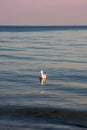 Sea gull on the waves against the background of sunset Royalty Free Stock Photo