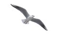 The sea gull in a white back flies Royalty Free Stock Photo