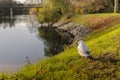 Sea gull