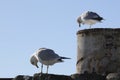 Sea Gulls