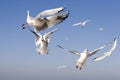 Sea-gulls Royalty Free Stock Photo