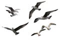 Sea gulls Royalty Free Stock Photo