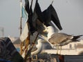 Sea gulls at the atlantic ocean