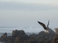 Sea gulls at the atlantic ocean