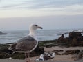 Sea gulls at the atlantic ocean