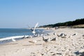 Sea gulls on beach. Royalty Free Stock Photo