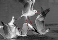 Sea Gulls in black and white in mid flight and fight Royalty Free Stock Photo
