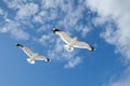 Sea Gulls in the blue sky