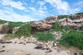 Sea Gulls and Caves: Penguin Island Royalty Free Stock Photo