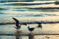 Sea gulls on coast Royalty Free Stock Photo