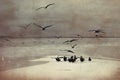 Sea gulls on coast of a sandbank at Maldives