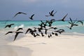 Sea gulls on coast of a sandbank at Maldives