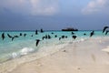 Sea gulls on coast of a sandbank at Maldives