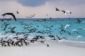 Sea gulls on coast of a sandbank at Maldives