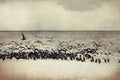 Sea gulls on coast of a sandbank at Maldives