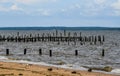 Sea Gulls, Cormorants and Ducks on the Potomac