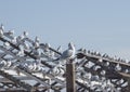 Sea gulls on the crossbars against the sky Royalty Free Stock Photo