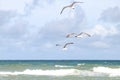 Sea Gulls at Emerald Isle Beach, North Carolina Royalty Free Stock Photo