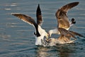 Sea Gulls fighting Royalty Free Stock Photo