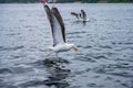 Sea gulls fighting for food at sea.. Royalty Free Stock Photo