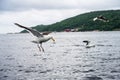 Sea gulls fighting for food at sea.. Royalty Free Stock Photo